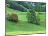 Rolling Green Hillside and Trees, Austria-Adam Jones-Mounted Photographic Print