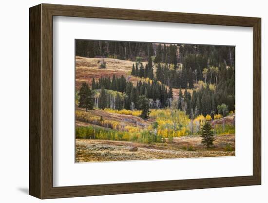 Rolling hills and aspen trees in colorful autumn display, Lamar Valley, Yellowstone NP, WY-Adam Jones-Framed Photographic Print