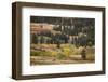 Rolling hills and aspen trees in colorful autumn display, Lamar Valley, Yellowstone NP, WY-Adam Jones-Framed Photographic Print
