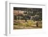 Rolling hills and aspen trees in colorful autumn display, Lamar Valley, Yellowstone NP, WY-Adam Jones-Framed Photographic Print