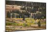 Rolling hills and aspen trees in colorful autumn display, Lamar Valley, Yellowstone NP, WY-Adam Jones-Mounted Photographic Print