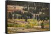 Rolling hills and aspen trees in colorful autumn display, Lamar Valley, Yellowstone NP, WY-Adam Jones-Framed Stretched Canvas