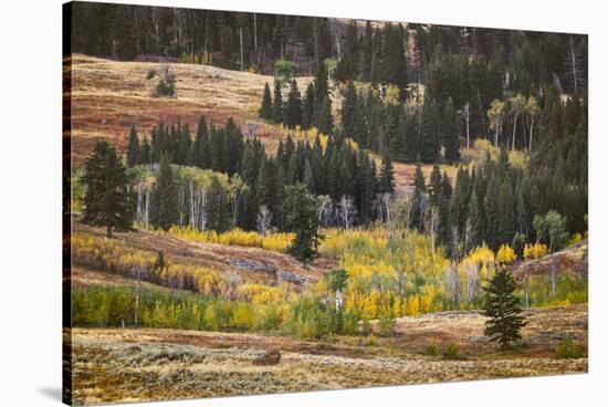 Rolling hills and aspen trees in colorful autumn display, Lamar Valley, Yellowstone NP, WY-Adam Jones-Stretched Canvas