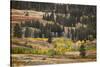 Rolling hills and aspen trees in colorful autumn display, Lamar Valley, Yellowstone NP, WY-Adam Jones-Stretched Canvas