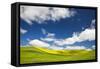 Rolling Hills of Canola and Pea Fields with Fresh Spring Color-null-Framed Stretched Canvas