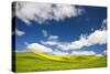 Rolling Hills of Canola and Pea Fields with Fresh Spring Color-null-Stretched Canvas