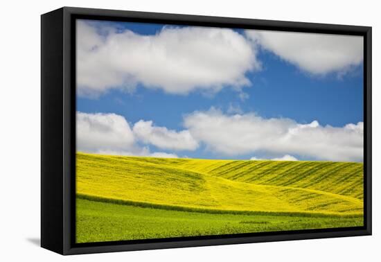 Rolling Hills of Canola and Pea Fields with Fresh Spring Color-null-Framed Stretched Canvas