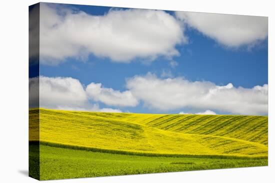 Rolling Hills of Canola and Pea Fields with Fresh Spring Color-null-Stretched Canvas