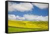 Rolling Hills of Canola and Pea Fields with Fresh Spring Color-null-Framed Stretched Canvas