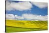 Rolling Hills of Canola and Pea Fields with Fresh Spring Color-null-Stretched Canvas