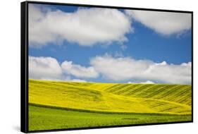 Rolling Hills of Canola and Pea Fields with Fresh Spring Color-null-Framed Stretched Canvas