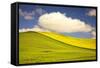Rolling Hills of Canola and Pea Fields with Fresh Spring Color-Terry Eggers-Framed Stretched Canvas