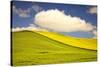 Rolling Hills of Canola and Pea Fields with Fresh Spring Color-Terry Eggers-Stretched Canvas