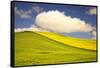 Rolling Hills of Canola and Pea Fields with Fresh Spring Color-Terry Eggers-Framed Stretched Canvas