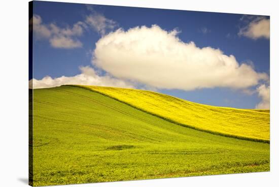 Rolling Hills of Canola and Pea Fields with Fresh Spring Color-Terry Eggers-Stretched Canvas