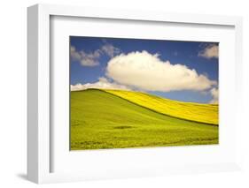 Rolling Hills of Canola and Pea Fields with Fresh Spring Color-Terry Eggers-Framed Photographic Print