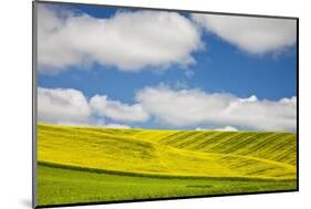 Rolling Hills of Canola and Pea Fields with Fresh Spring Color-null-Mounted Photographic Print