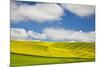 Rolling Hills of Canola and Pea Fields with Fresh Spring Color-null-Mounted Photographic Print