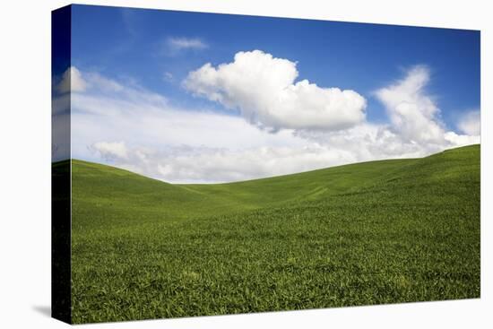 Rolling Hills of Green Spring Wheat and Puffy Clouds-Terry Eggers-Stretched Canvas