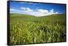 Rolling Hills of Green Spring Wheat and Puffy Clouds-Terry Eggers-Framed Stretched Canvas