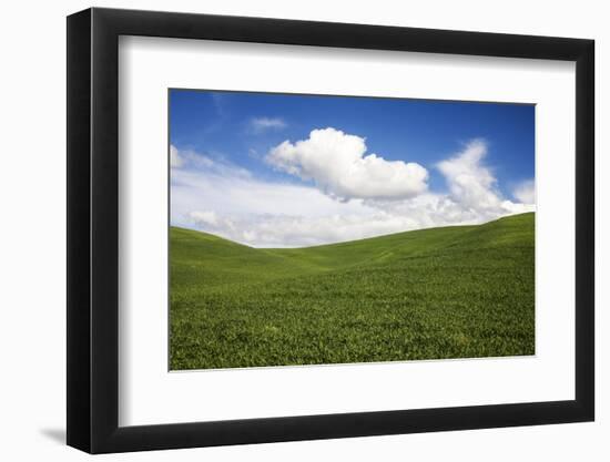 Rolling Hills of Green Spring Wheat and Puffy Clouds-Terry Eggers-Framed Photographic Print