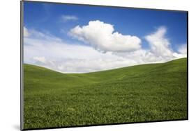 Rolling Hills of Green Spring Wheat and Puffy Clouds-Terry Eggers-Mounted Photographic Print