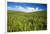 Rolling Hills of Green Spring Wheat and Puffy Clouds-Terry Eggers-Framed Photographic Print