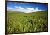 Rolling Hills of Green Spring Wheat and Puffy Clouds-Terry Eggers-Framed Photographic Print