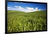 Rolling Hills of Green Spring Wheat and Puffy Clouds-Terry Eggers-Framed Photographic Print