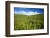 Rolling Hills of Green Spring Wheat and Puffy Clouds-Terry Eggers-Framed Photographic Print