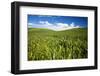 Rolling Hills of Green Spring Wheat and Puffy Clouds-Terry Eggers-Framed Photographic Print