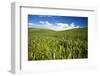 Rolling Hills of Green Spring Wheat and Puffy Clouds-Terry Eggers-Framed Photographic Print