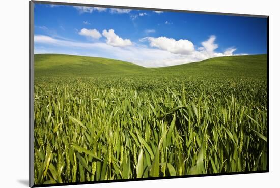Rolling Hills of Green Spring Wheat and Puffy Clouds-Terry Eggers-Mounted Photographic Print
