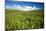 Rolling Hills of Green Spring Wheat and Puffy Clouds-Terry Eggers-Mounted Photographic Print