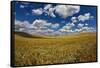 Rolling Hills of Harvest Wheat Ready for Cutting-null-Framed Stretched Canvas