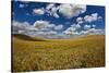 Rolling Hills of Harvest Wheat Ready for Cutting-null-Stretched Canvas