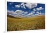 Rolling Hills of Harvest Wheat Ready for Cutting-null-Framed Photographic Print