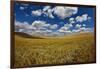 Rolling Hills of Harvest Wheat Ready for Cutting-null-Framed Photographic Print