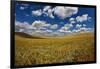 Rolling Hills of Harvest Wheat Ready for Cutting-null-Framed Photographic Print