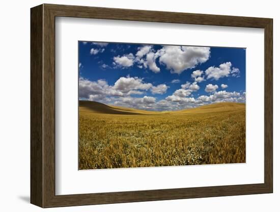 Rolling Hills of Harvest Wheat Ready for Cutting-null-Framed Photographic Print