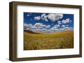 Rolling Hills of Harvest Wheat Ready for Cutting-null-Framed Photographic Print