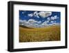 Rolling Hills of Harvest Wheat Ready for Cutting-null-Framed Photographic Print