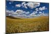 Rolling Hills of Harvest Wheat Ready for Cutting-null-Mounted Photographic Print