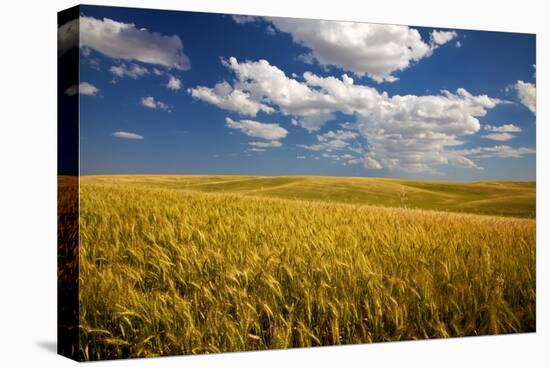 Rolling Hills of Harvest Wheat-Terry Eggers-Stretched Canvas