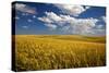 Rolling Hills of Harvest Wheat-Terry Eggers-Stretched Canvas