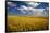 Rolling Hills of Harvest Wheat-Terry Eggers-Framed Stretched Canvas