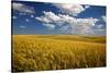 Rolling Hills of Harvest Wheat-Terry Eggers-Stretched Canvas