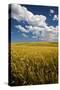 Rolling Hills of Harvest Wheat-Terry Eggers-Stretched Canvas