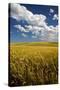 Rolling Hills of Harvest Wheat-Terry Eggers-Stretched Canvas