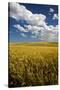 Rolling Hills of Harvest Wheat-Terry Eggers-Stretched Canvas